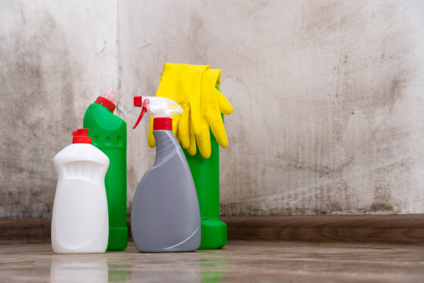 Why You Should Choose Our Mold Remediation Services in Briarcliff, TX